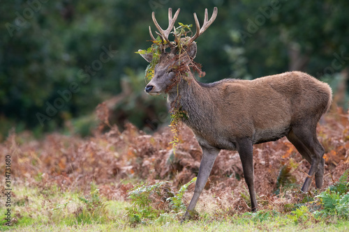Juvenile Red Deer Stag  Cervus elaphus  with bracken in his antlers