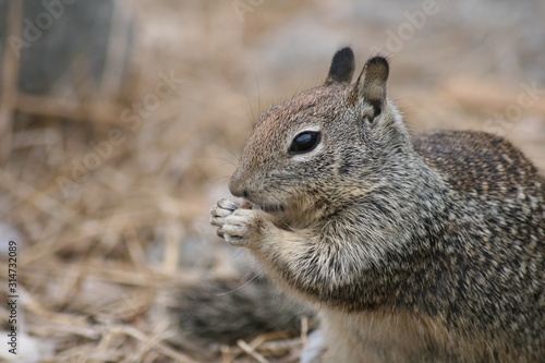Squirrel eating a nut in California, Morro Bay