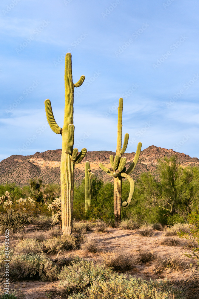 Desert landscape with Saguaro Cactus in Arizona Desert landscape with Saguaro Cactus in Arizona