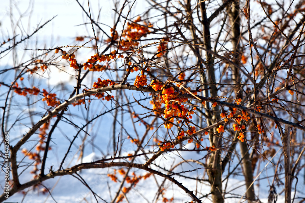 Yellow sea-buckthorn berries on a background of a snowy field in a winter sunny day Yellow sea-buckthorn berries on a background of a snowy field in a winter sunny day