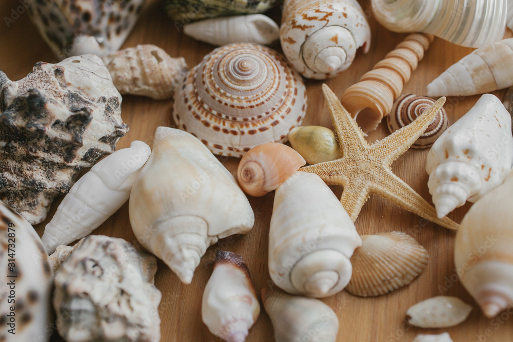 Close up view of seashells and starfish as texture and background for design. Close up view of seashells and starfish as texture and background for design.