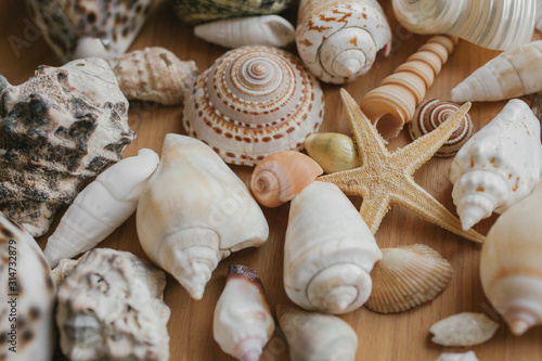 Close up view of seashells and starfish as texture and background for design. 