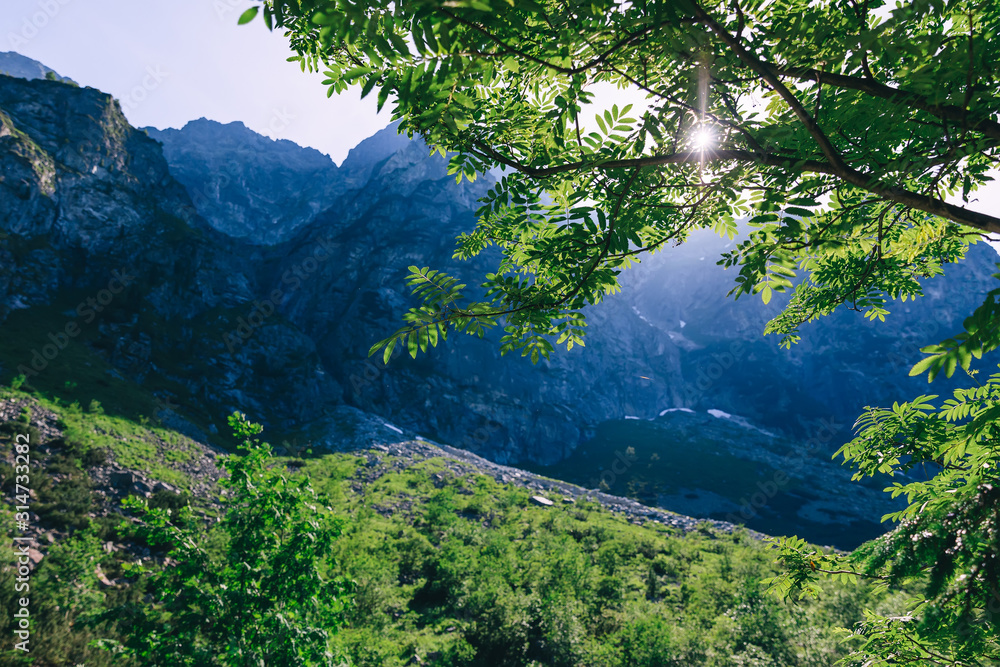 beautiful rocky mountains and tree branch with green leaves in t beautiful rocky mountains and tree branch with green leaves in t