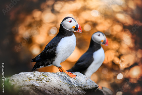 Atlantic Puffins bird or common Puffin in sunset gold background. Fratercula arctica. Norway most popular birds.