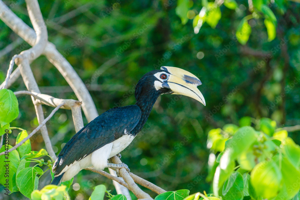 Rhinoceros bird from the squad of Bucerotiformes sits on a tree in a natural habitat. Rhinoceros bird from the squad of Bucerotiformes sits on a tree in a natural habitat.