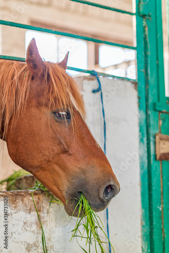 Portrait of a horse in the stable. Photographed close-up.
