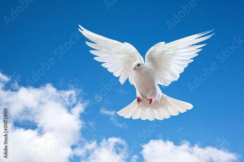 Dove in the air with wings wide open