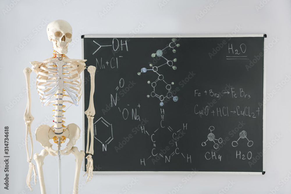 Human skeleton model near chalkboard in classroom Human skeleton model near chalkboard in classroom