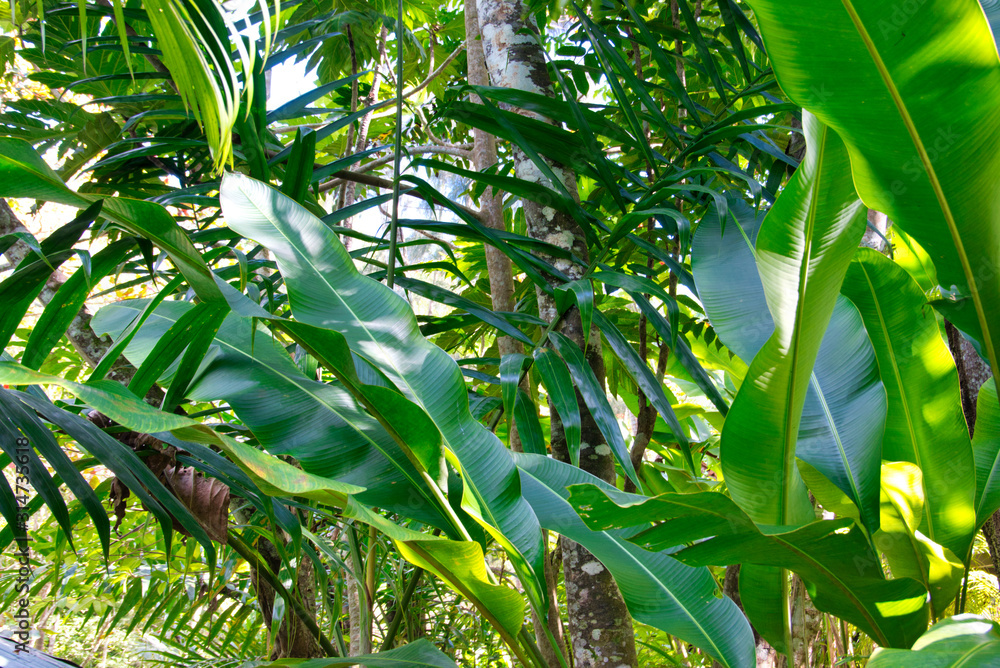 Obraz premium Tropical Palms