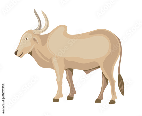 indian bullock standing isolated vector