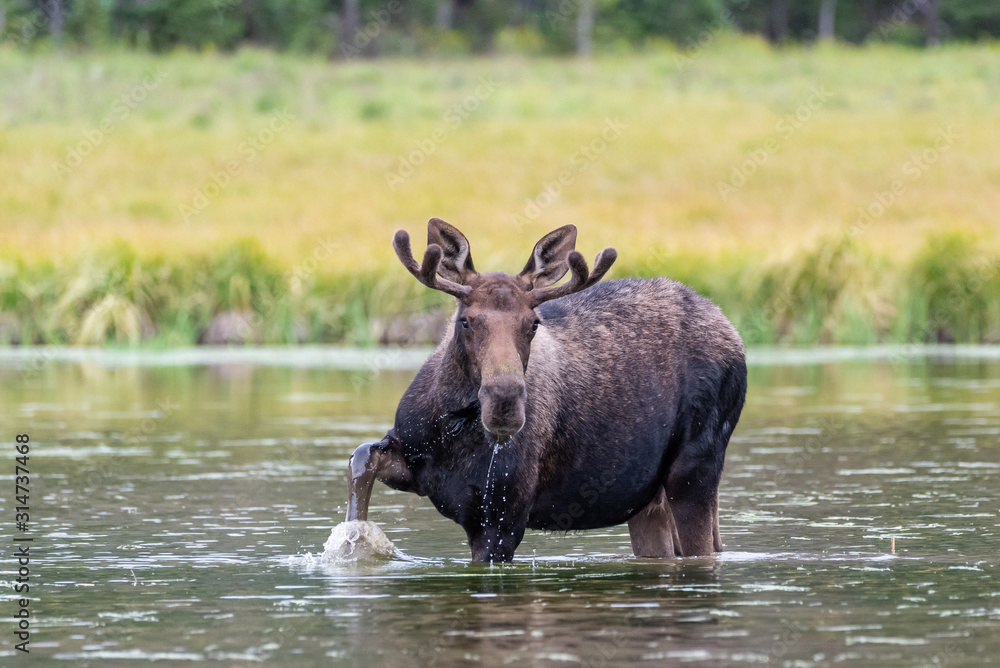 Shiras Moose in Colorado. Shiras are the smallest species of Moose in North America Shiras Moose in Colorado. Shiras are the smallest species of Moose in North America