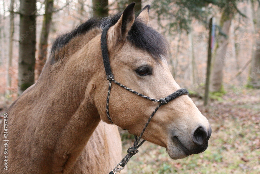 portrait of a horse in the forest portrait of a horse in the forest