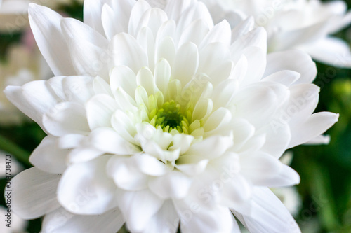 White flowers close up.  © Madeleine