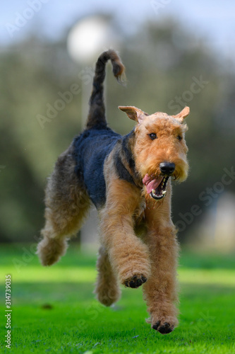 A two-year-old Airedale Terrier dog runs free