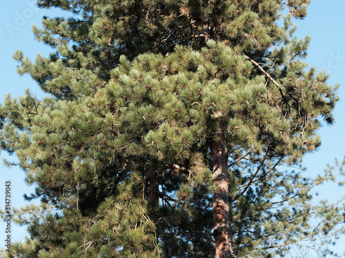 (Pinus sylvestris) Zweig der Waldkiefer oder Gemeine Kiefer mit jungen und dunkelgraubraunen, eikegelförmigen, reifen Zapfen, zu zweit oder in gruppen  photo