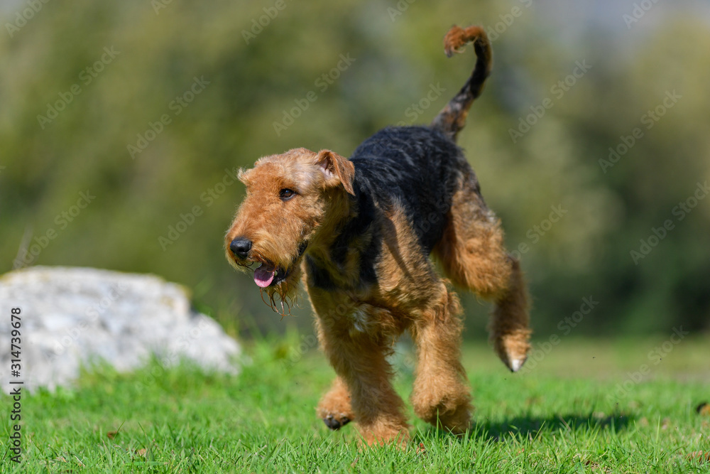 A two-year-old Airedale Terrier dog runs free A two-year-old Airedale Terrier dog runs free