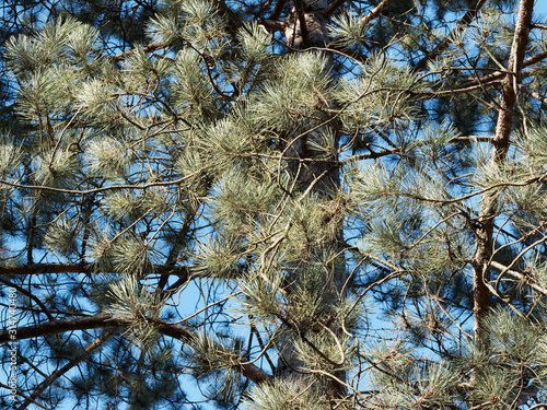 (Pinus sylvestris) Waldkiefer mit gedreht, paarweise, blaugrün starr und spitz nadeln photo