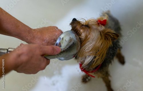 The dog is washed in the bathroom photo