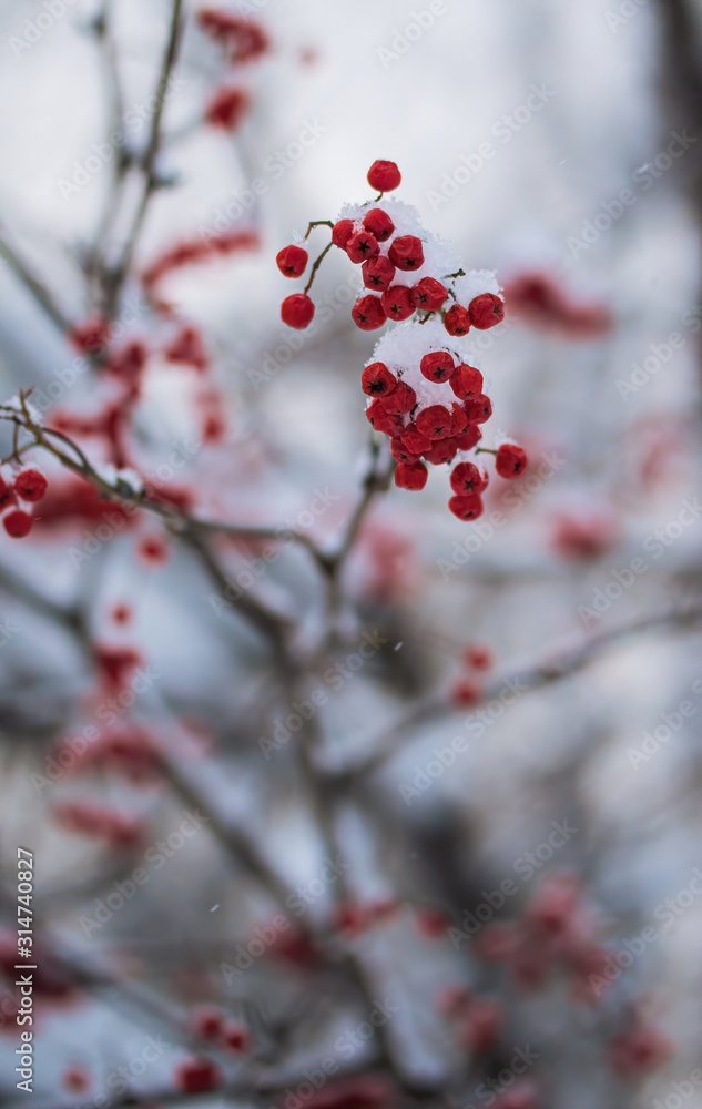 Red berries of mountain ash under the snow. Red berries of mountain ash under the snow.