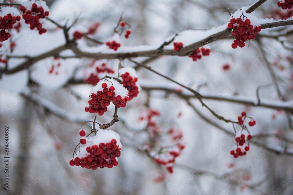 Red berries of mountain ash under the snow. Red berries of mountain ash under the snow.