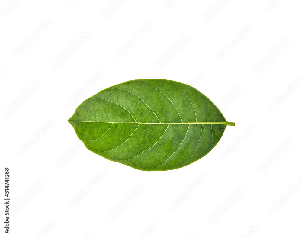 Obraz premium jackfruit leave on white background