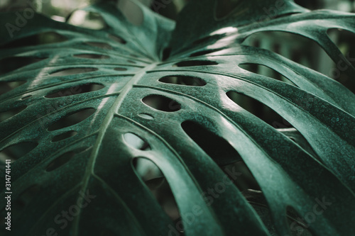 Close up on monstera leafs in the green house photo