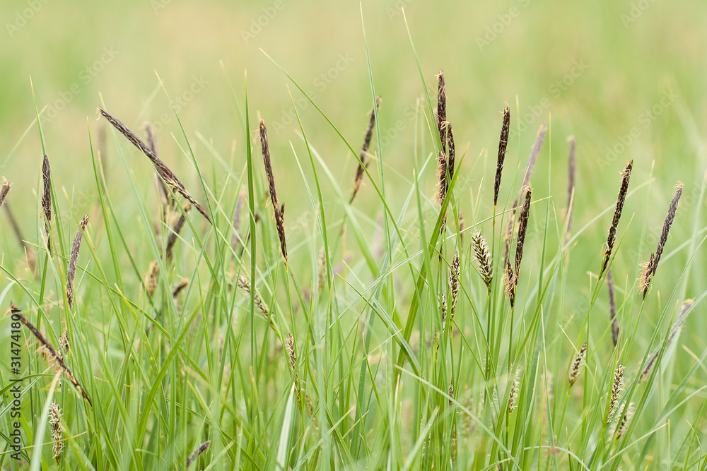 flowering grass in a summer field with beautiful spikelets flowering grass in a summer field with beautiful spikelets