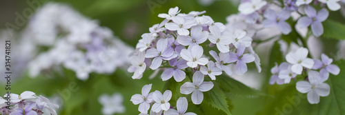blooming lunaria in the summer forest with delicate flowers