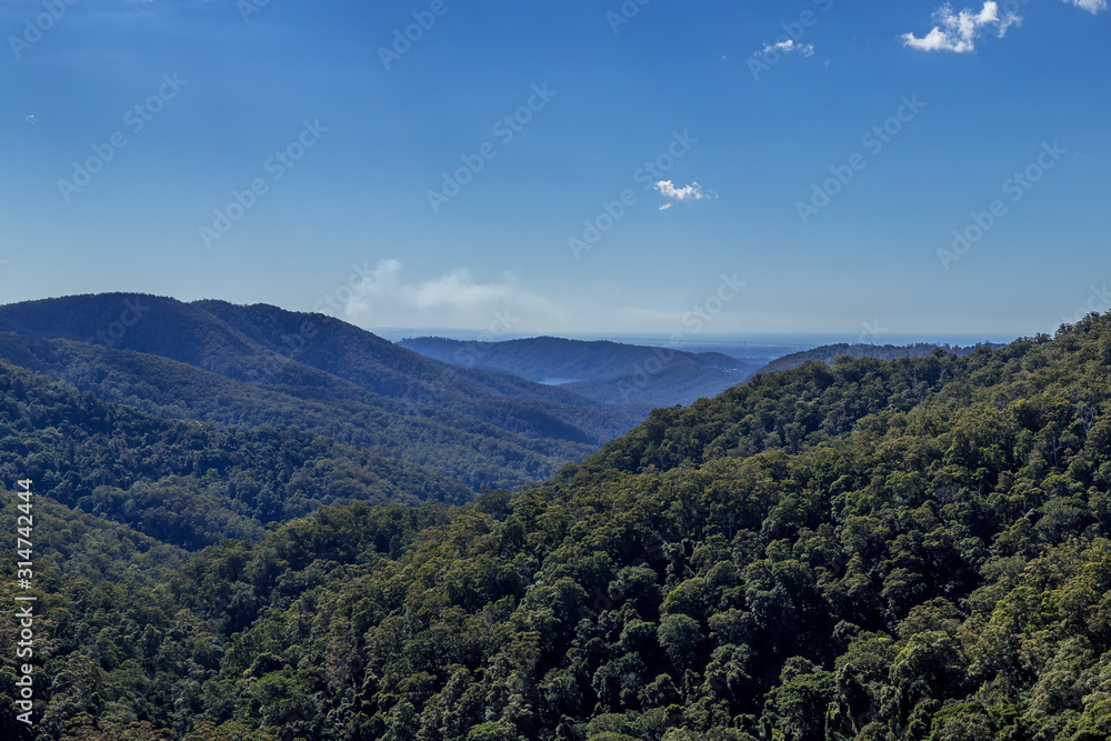 Beautiful summers day looking over lush green rainforest trees in summer at Queensland Australia