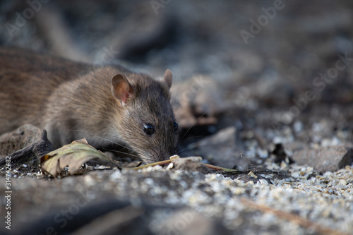Brown rat on the ground  England  UK 