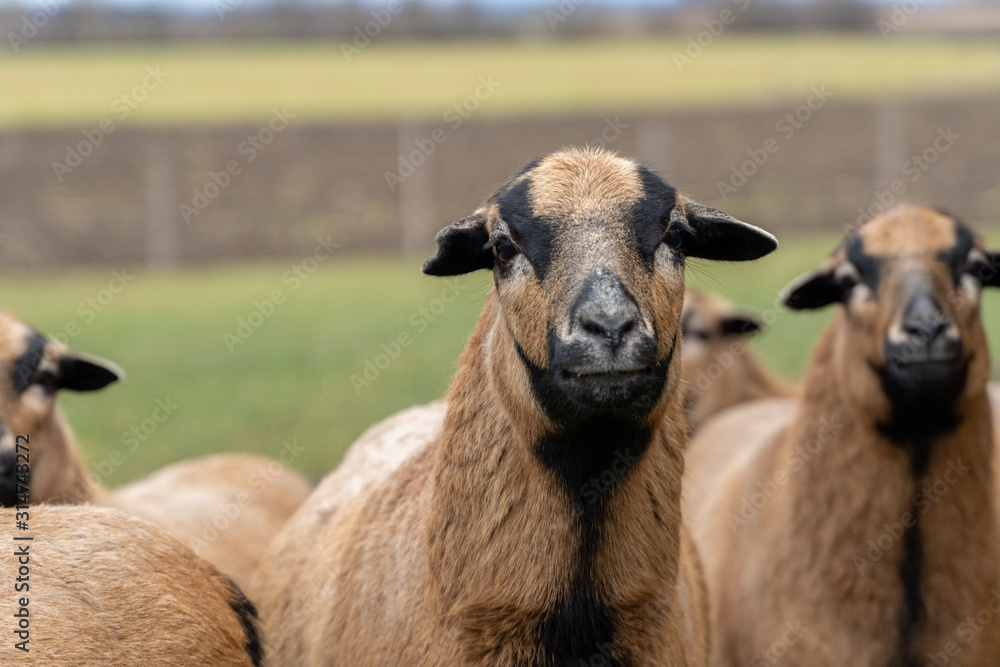 Fototapeta premium Ziegen