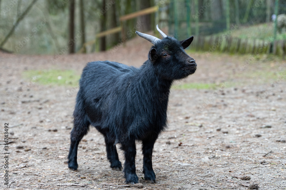 Schwarze baby ziege