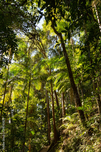 Bright tropical rainforest canopy in Queensland  Australia