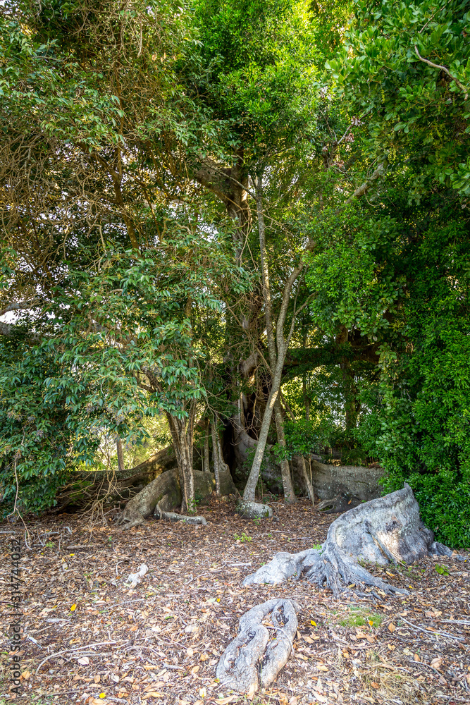 Giant root system of tree large enough other trees grown between making own eco system for the tree Giant root system of tree large enough other trees grown between making own eco system for the tree
