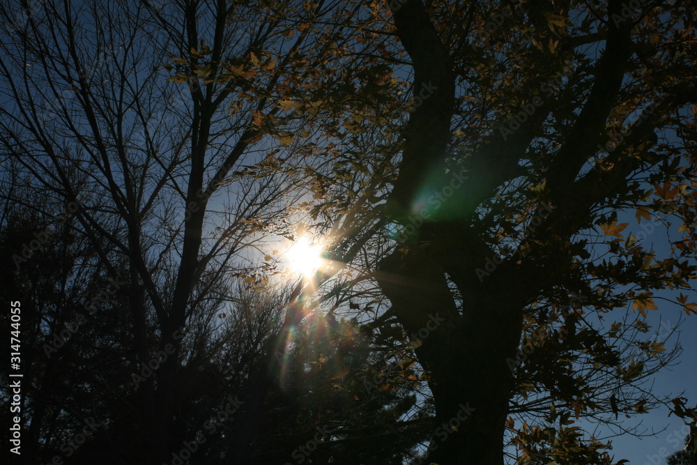 Obraz premium Peeking sun