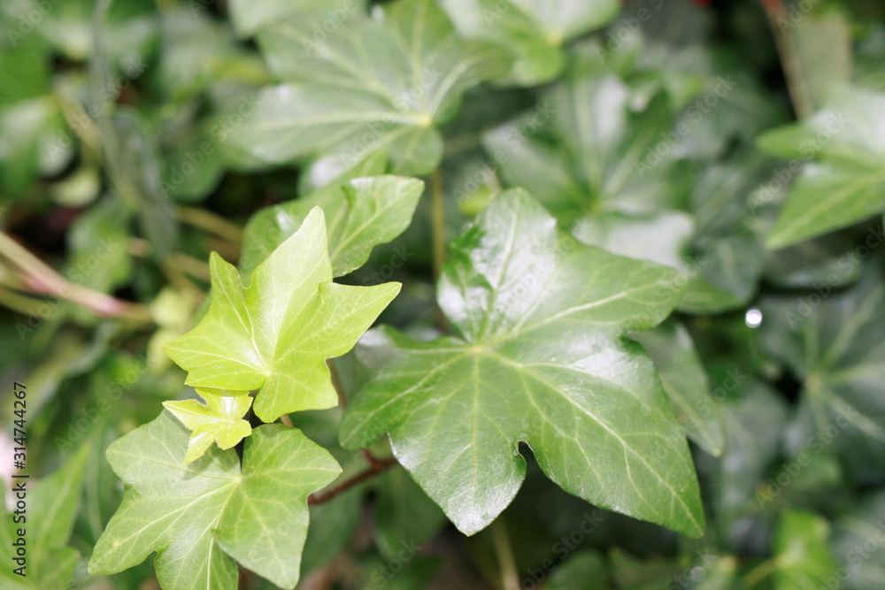 Ivy Ivy