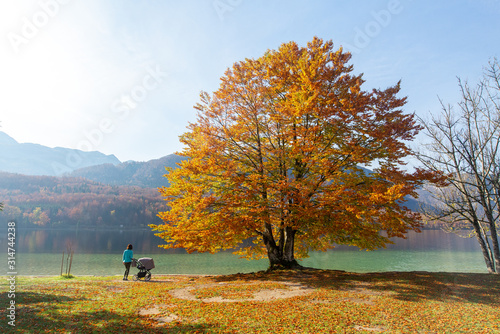 Young woman walks by the lake with a stroller. Woman with baby trolley in under a big tree by Bohinj lake, Slovenia. Love, parenthood, family, season and people concept.