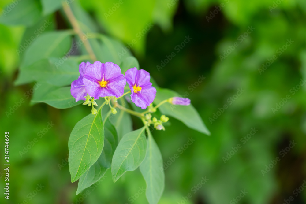 Fototapeta premium Blue potato bush (Paraguay nightshade, Lycianthes rantonnetii) flowers