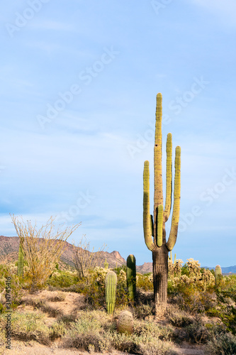 Saguaro cactus in the desert near Phoenix, Arizona