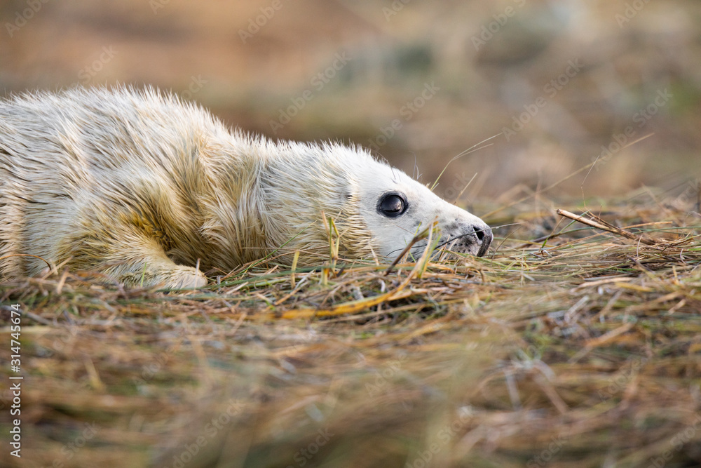 Fototapeta premium Grey seal pup in grass white coat