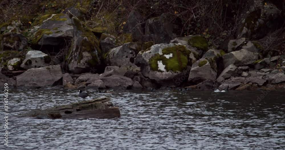 Grey Bird Stands Ontop of a Log in the Middle of the River Grey Bird Stands Ontop of a Log in the Middle of the River