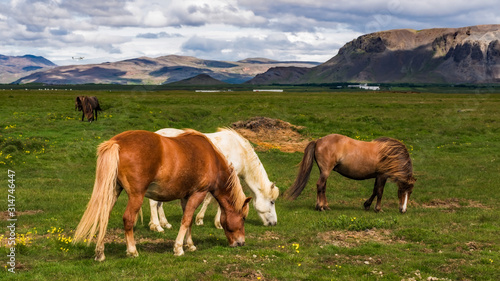 Iceland - Horses Grazing and a Nearby Runway © Agent007