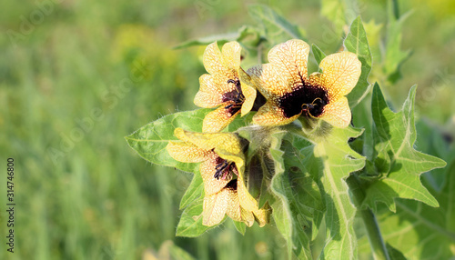 Beautiful wildflowers on a blurry natural foy. Hyoscyamus niger, commonly known as henbane, black henbane or stinking nightshade, is a poisonous plant in the family Solanaceae. photo