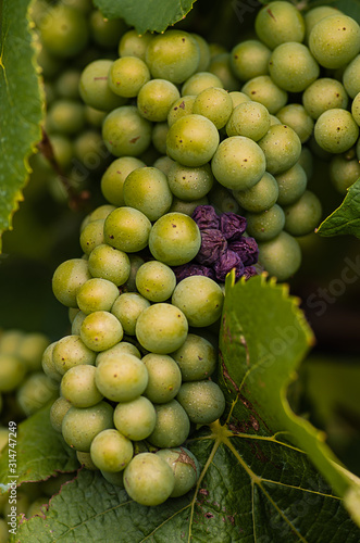 bunch of green grapes