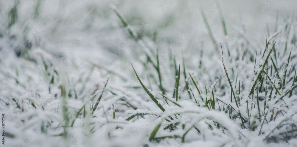 Green grass growing through snow cover. Early spring. Low angle. Copy space. Winter concept.