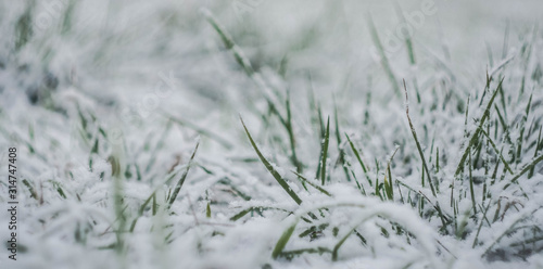 Green grass growing through snow cover. Early spring. Low angle. Copy space. Winter concept. © Alona