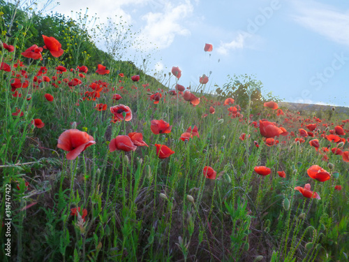 Field with poppies on a background of blue sky.