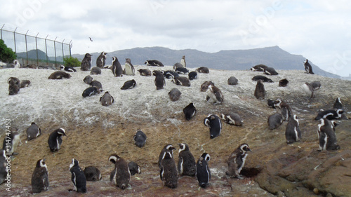 Penguins on an island in winter
