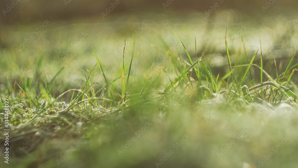 Green grass meadow sun rays. Freshness concept. Early spring wallpaper. Nature outdoors background. 