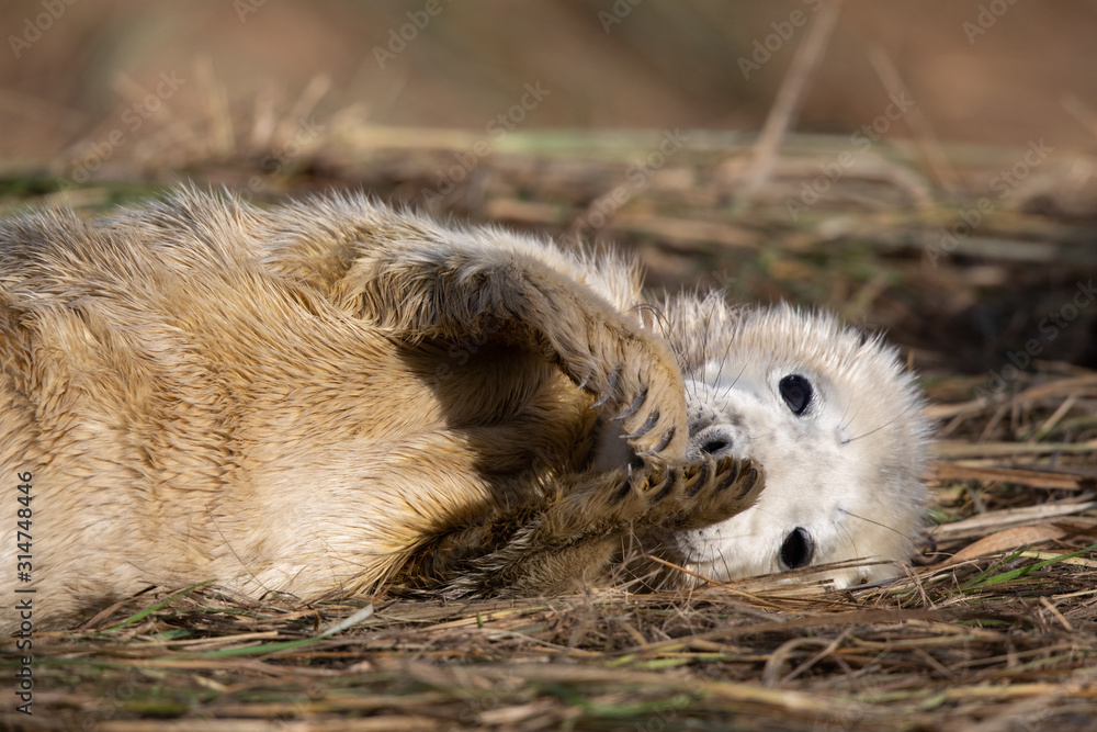 Fototapeta premium Grey seal pup in grass